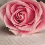 One-pink-rose-and-book_iphone_320x480